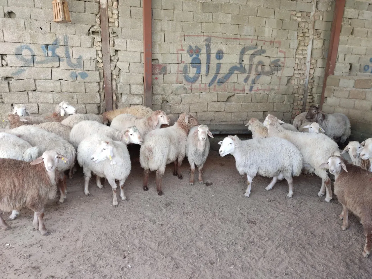 دام زنده شهرداری - تصویر 4
