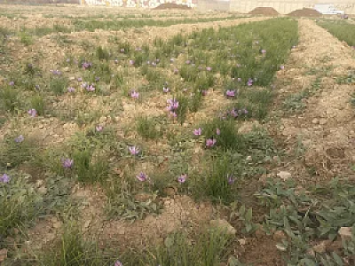 کشت و صنعت امین الملک زعفران شیروخورشید