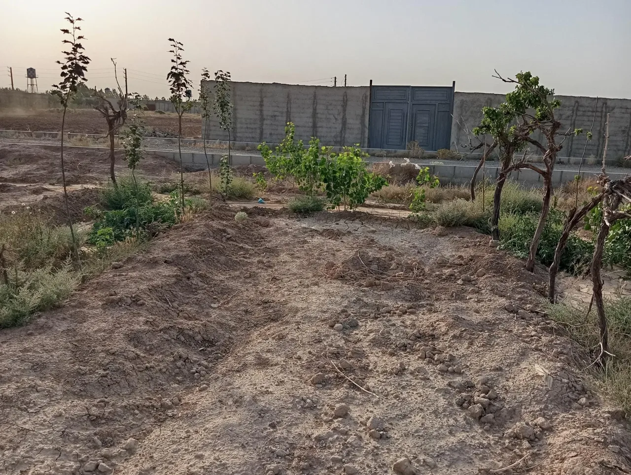 کشت و صنعت امین الملک زعفران شیروخورشید - تصویر 4
