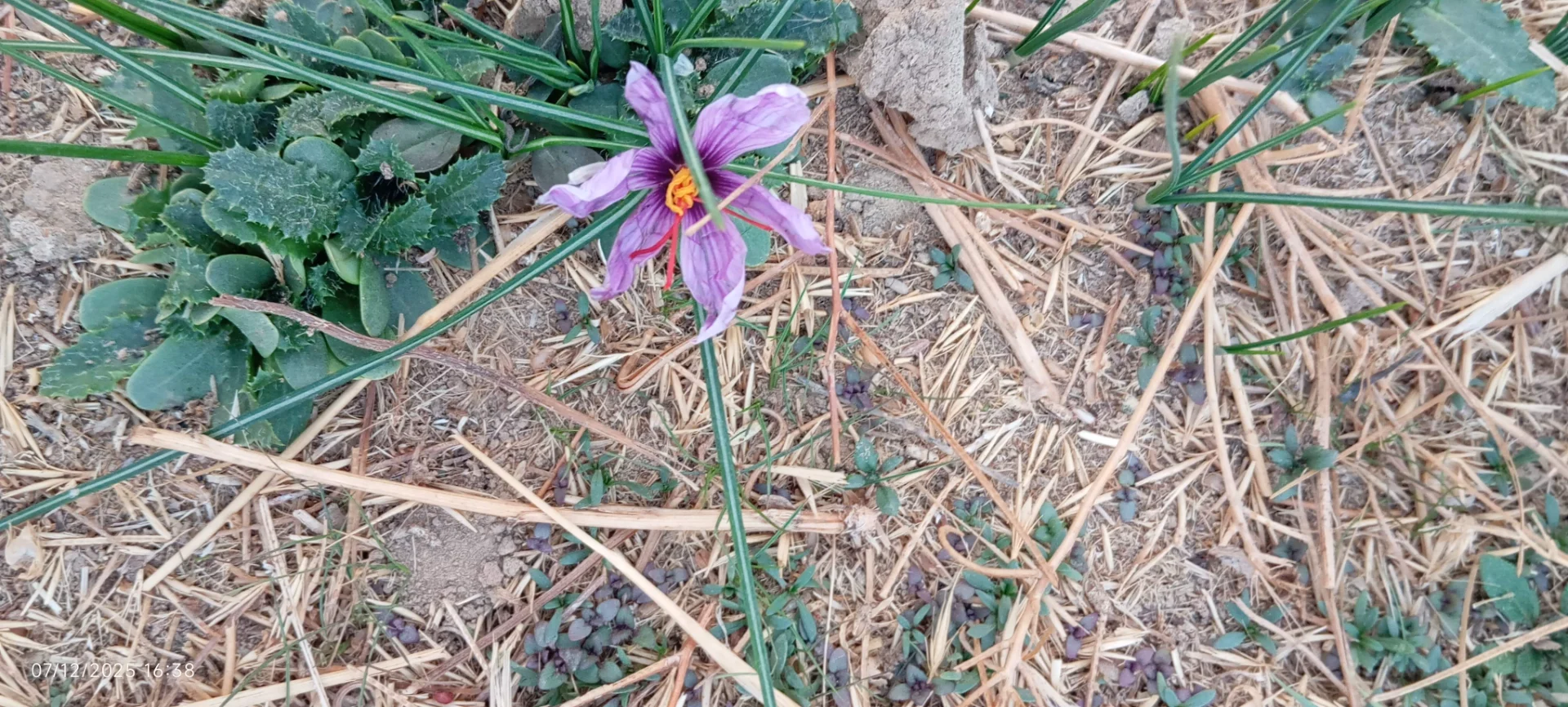 کشت و صنعت امین الملک زعفران شیروخورشید - تصویر 5