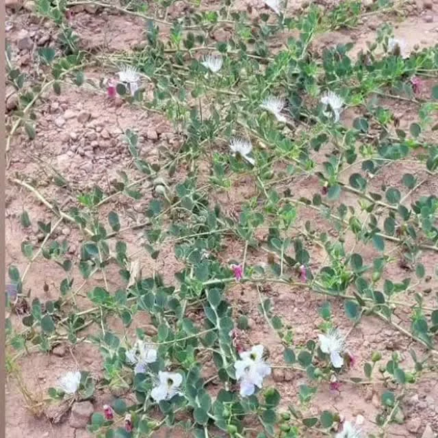 کشت و صنعت امین الملک زعفران شیروخورشید - تصویر 9
