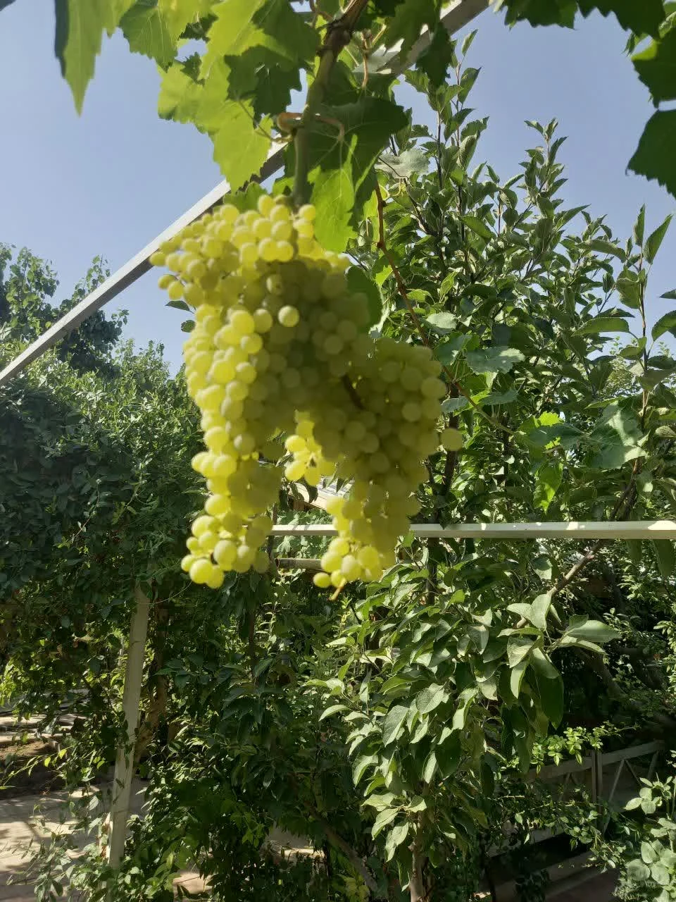 کشت و صنعت امین الملک زعفران شیروخورشید - تصویر 12