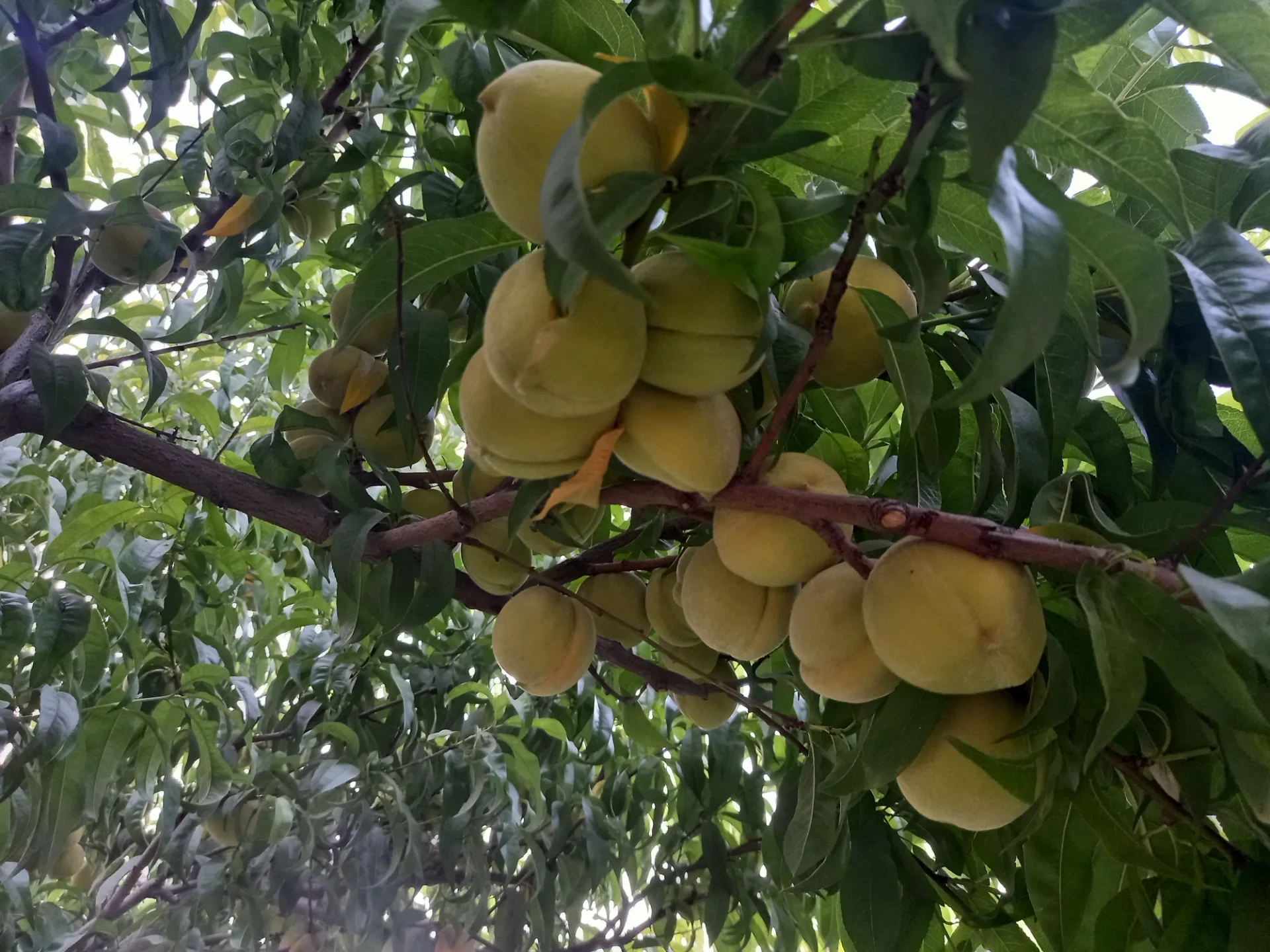 کشت و صنعت امین الملک زعفران شیروخورشید - تصویر 17