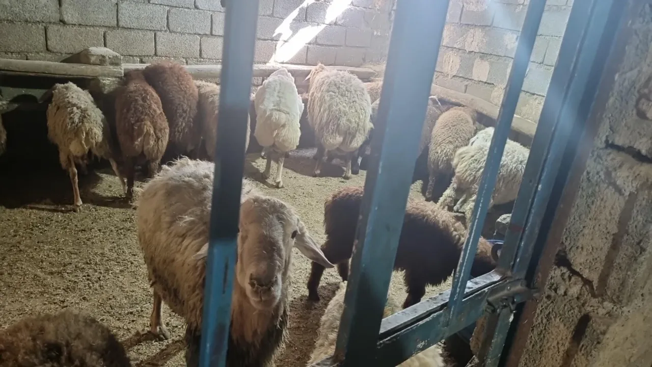 دامداری برادران امینی - تصویر 2