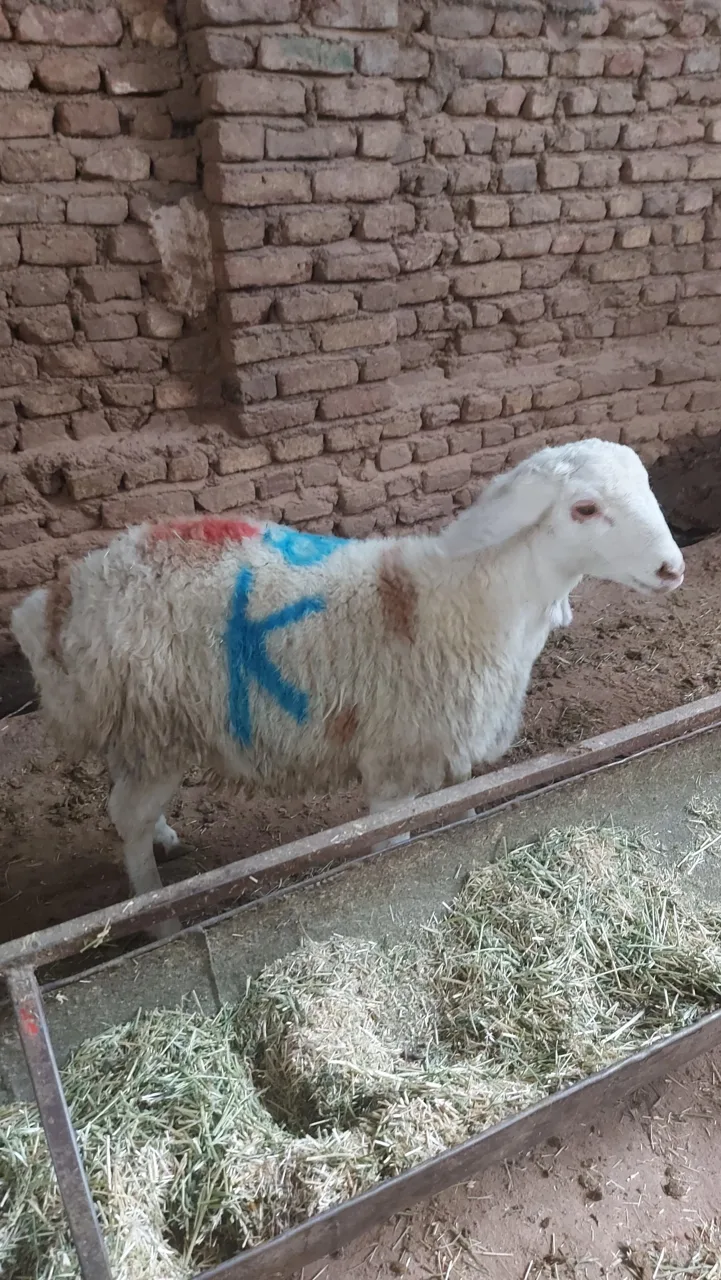 گوسفند و دام زنده برادران اشکانی