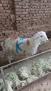 گوسفند و دام زنده برادران اشکانی
