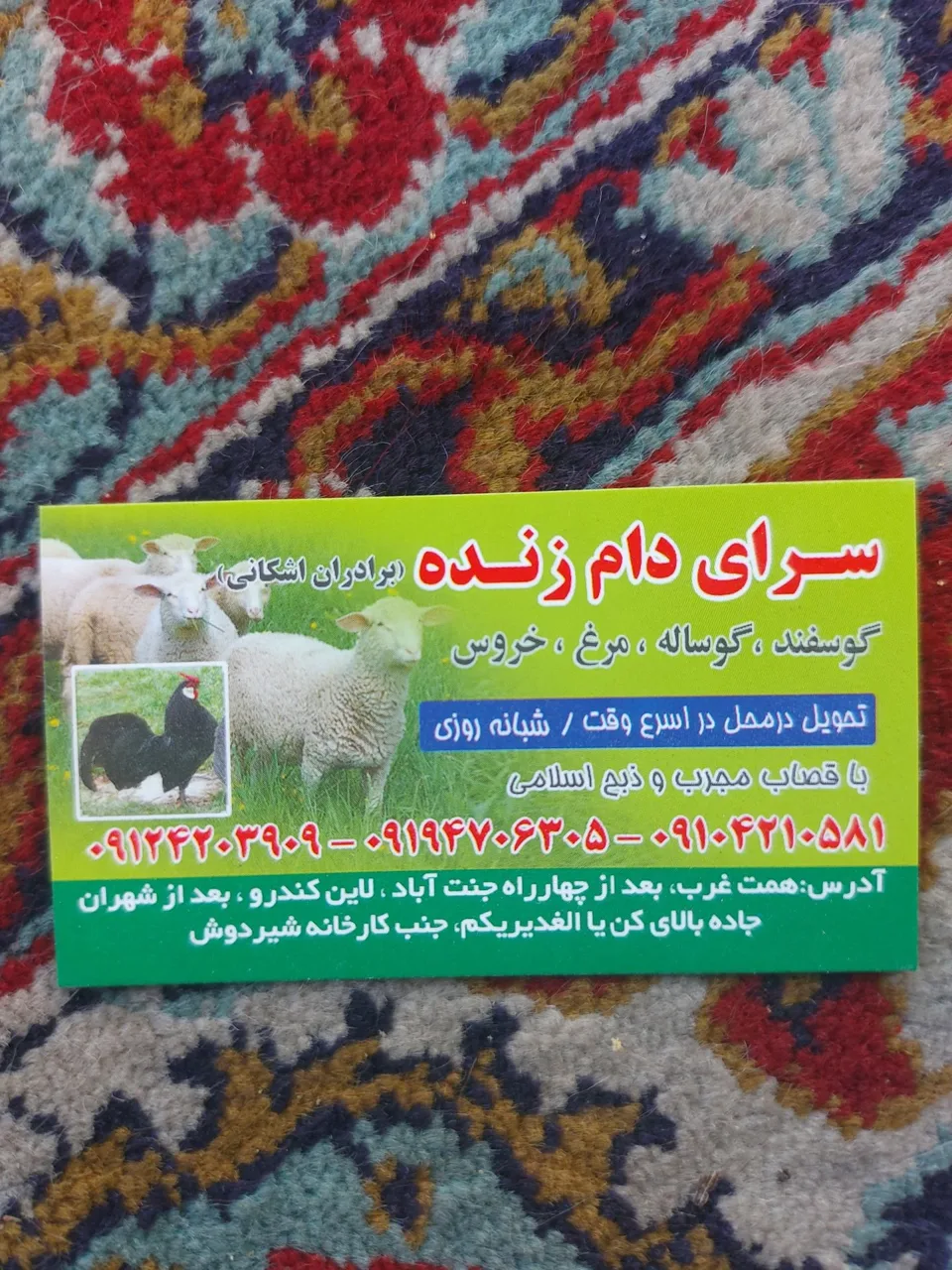 گوسفند و دام زنده برادران اشکانی - تصویر 2