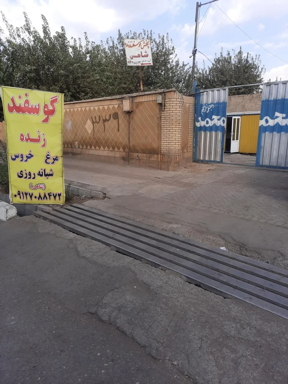 عرضه دام زنده بهداشتی شاهی