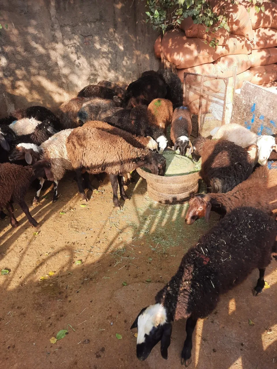 عرضه دام زنده بهداشتی شاهی - تصویر 2