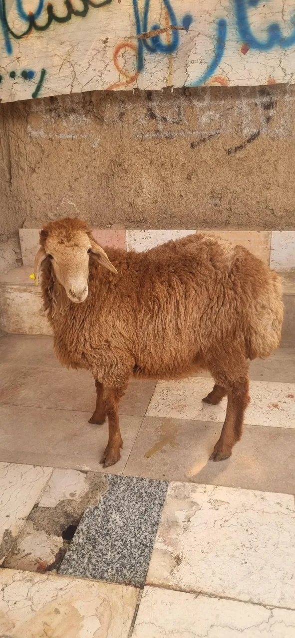 دامداری شجاعی - تصویر 3