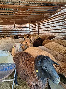 گوسفند زنده احمدی
