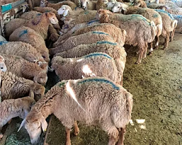 مرکز خرید دام زنده گوسفند زنده