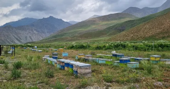 زنبورستان مهدی کلهر