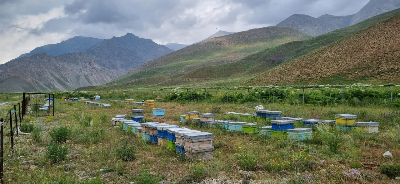 زنبورستان مهدی کلهر - تصویر 2