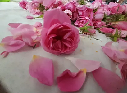 گلاب و عرقیجات ارغوان