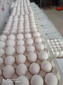 پخش تخم مرغ