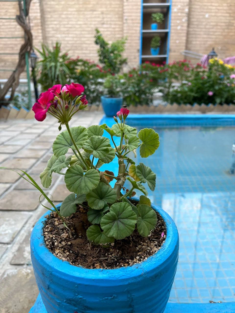 اقامتگاه خانه پدری