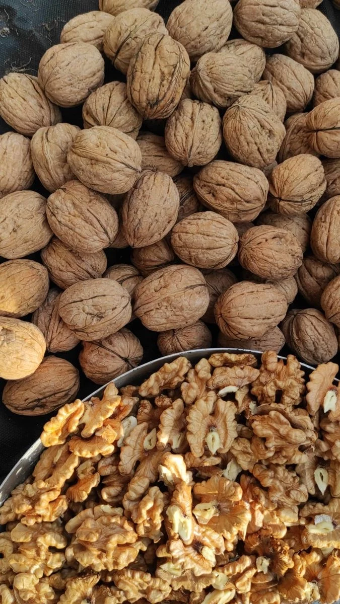 فروش خرما و رطب محمودی - تصویر 4