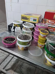 تامین خرمای جنوب