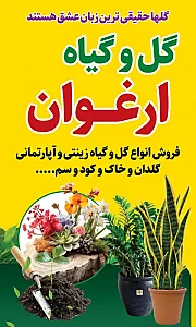 گل و گیاه آپارتمانی پیری