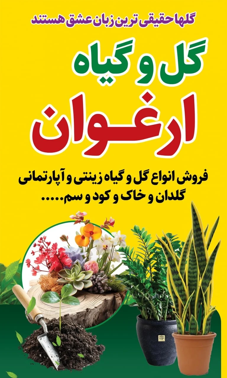 گل و گیاه آپارتمانی پیری