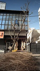 نان فانتزی