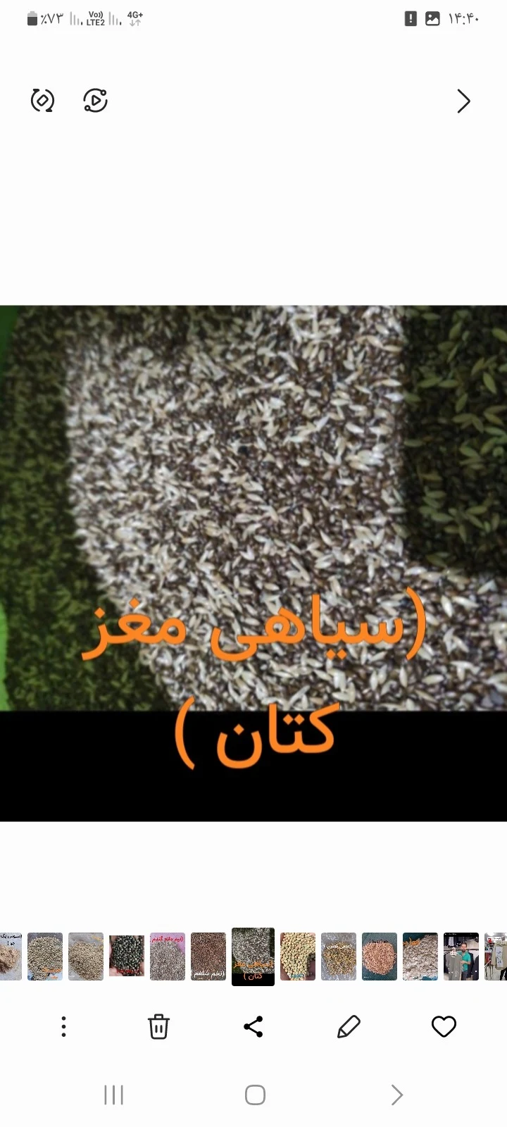 خرید وفروش تخم کتان وعدس درجه یک