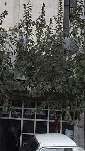 نان سنگ