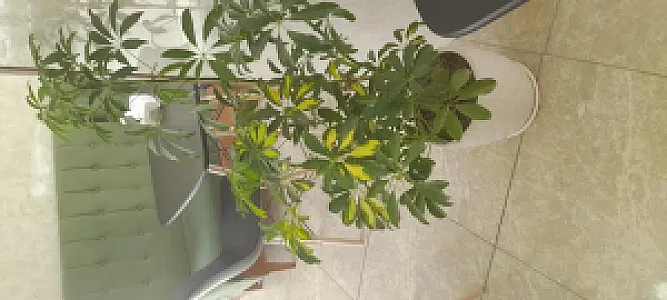 کافه نان طره چیتگر(پامچال)