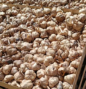سیرسیاه پاک نیت