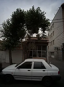 نانوایی