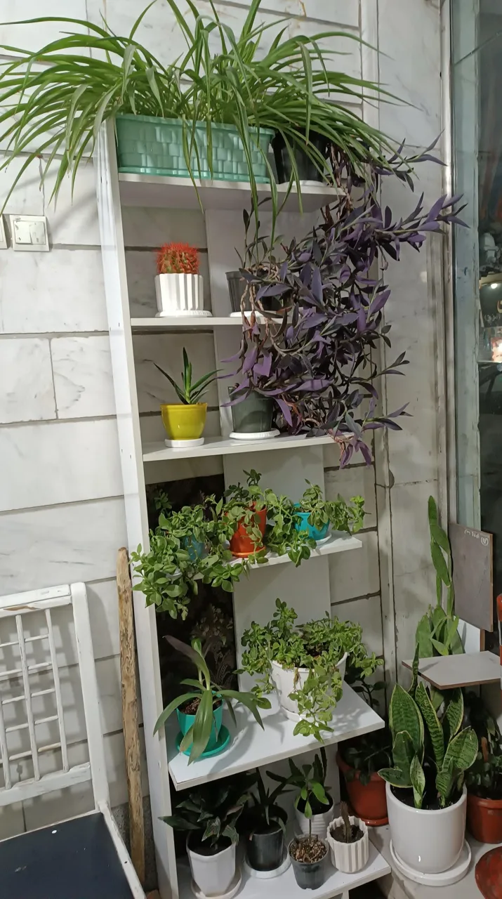 نان سنگک سنتی کهن - تصویر 4