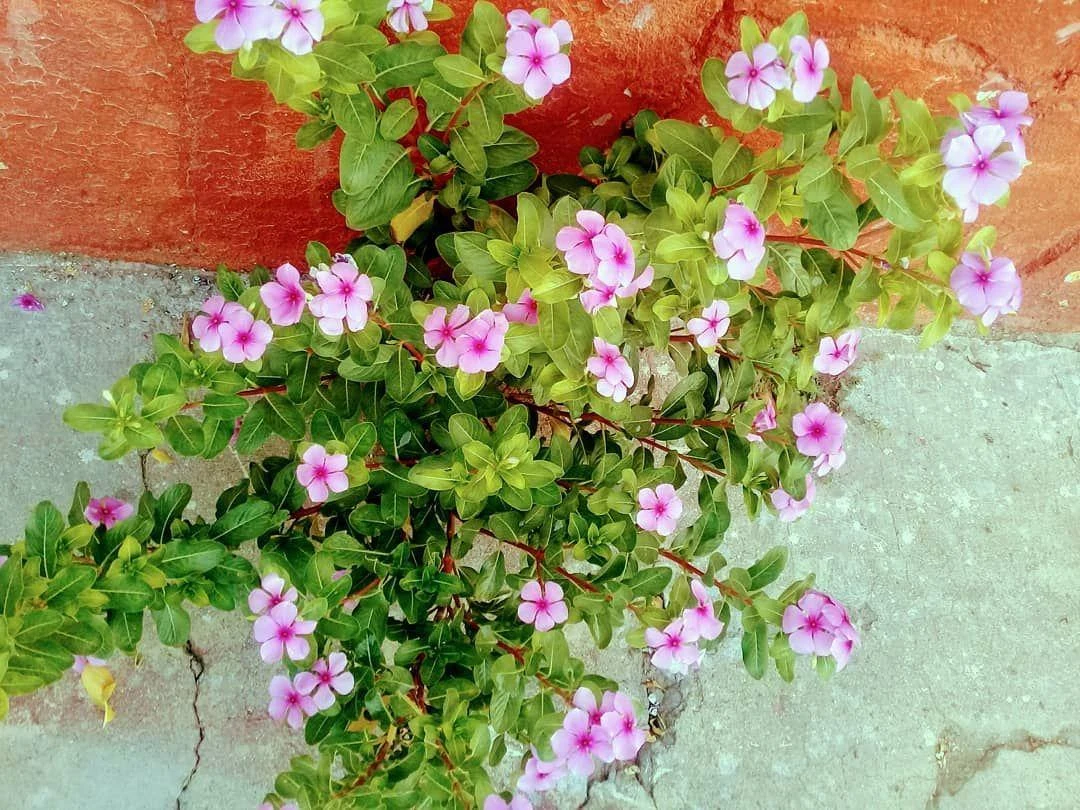 عطاری - طب سنتی و عطاری در کرمان - تصویر 2
