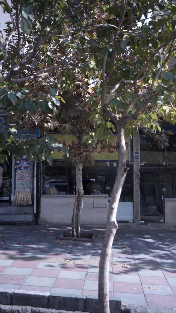 نان بربری طوقانی - تصویر 3