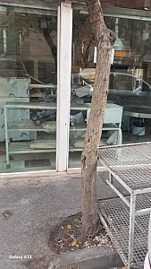 نانوایی لواشی دانش