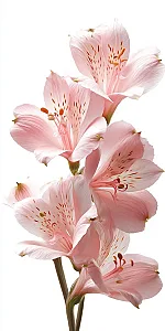 سالن زیبایی با ارائه خدمات تخصصی