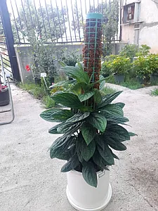 گلخانه ایلیا