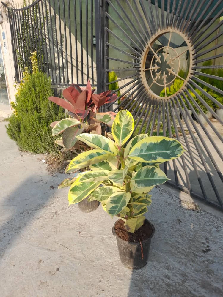 گلخانه ایلیا - تصویر 2