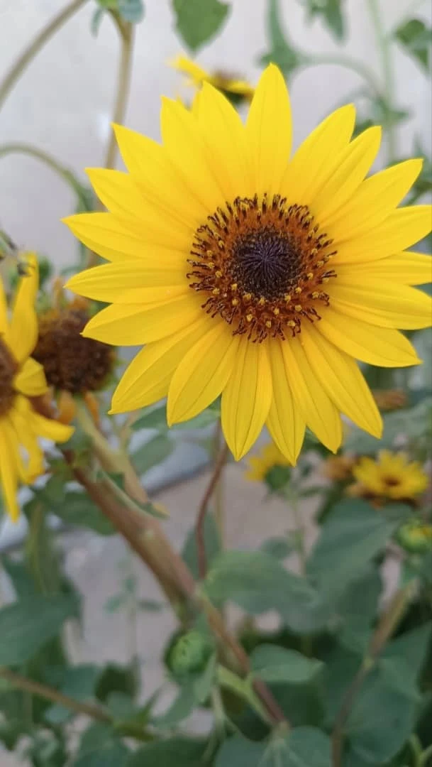 عمده فروش لباس کودک جلوه
