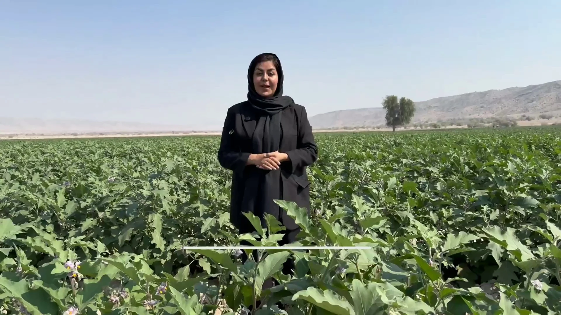کلینیک و داروخانه گیاه پزشکی دراگاهی - تصویر 3