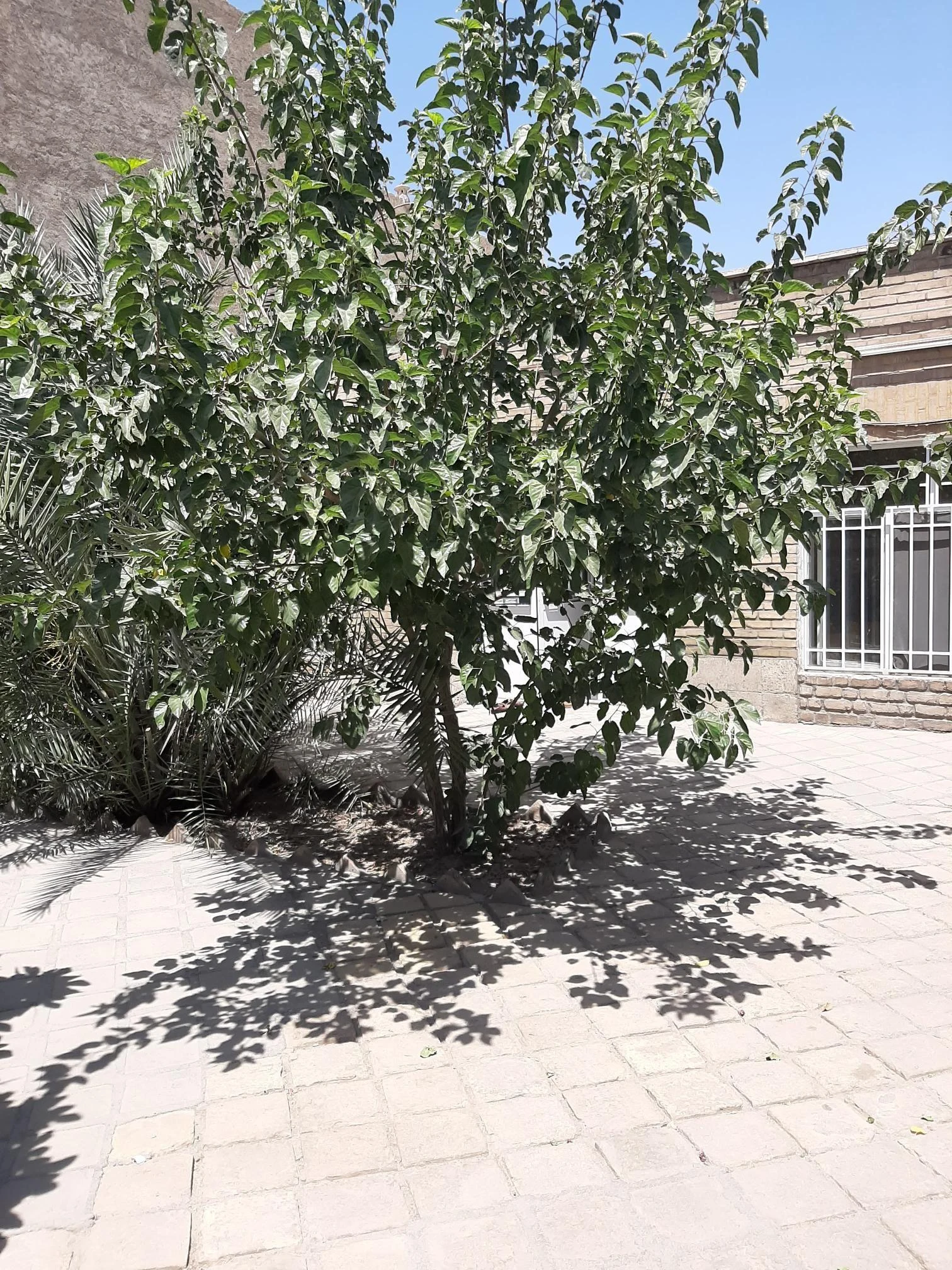 خیریه خورشید - تصویر 2