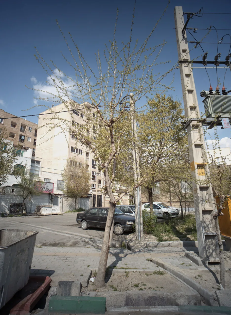 نان بربری گلریز