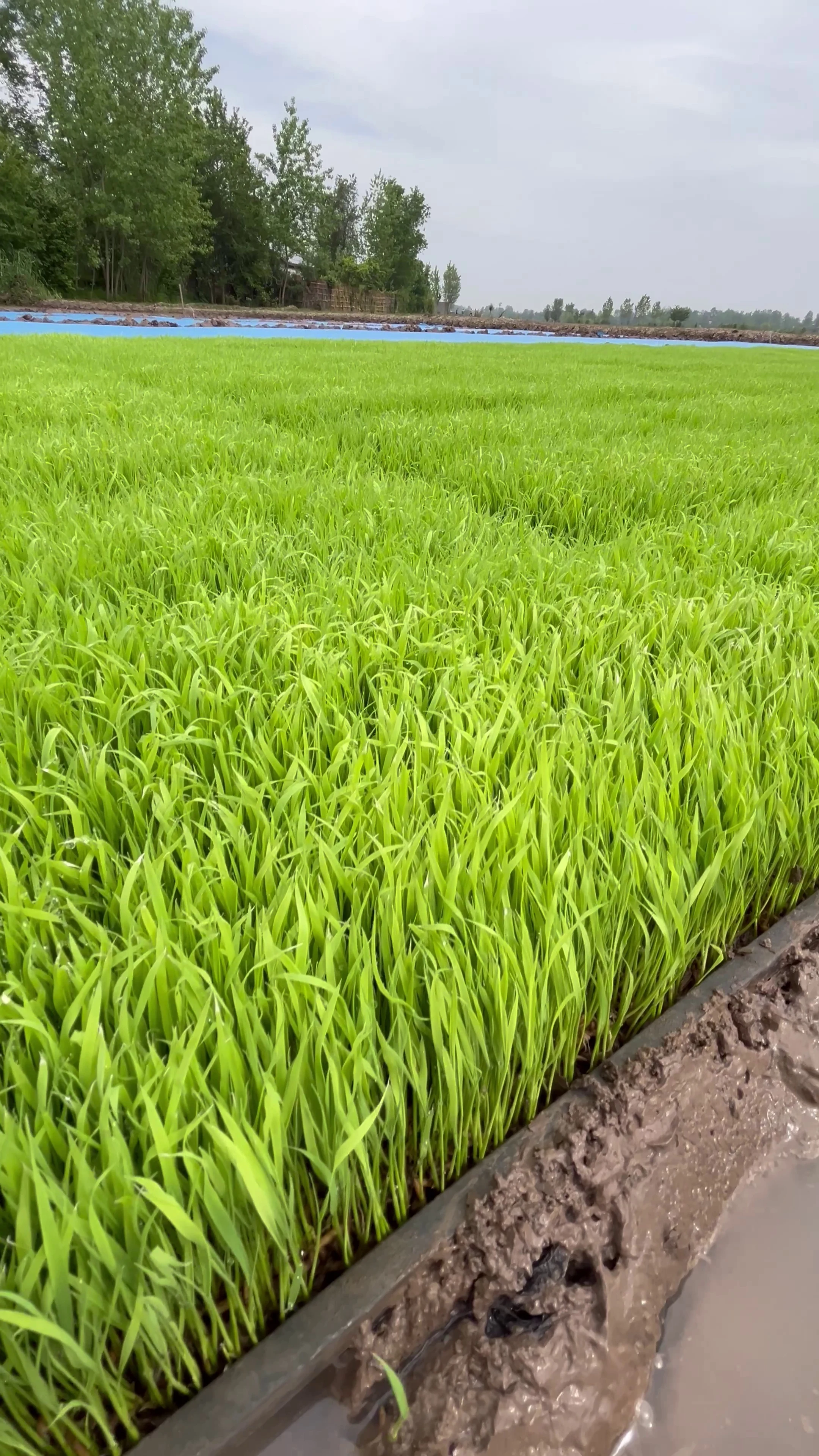 بانک نشا برنج - تصویر 2