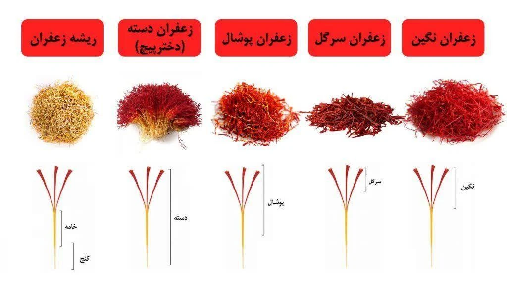 پخش عمده زرشک و زعفران مستقیما از باغات قاینات - تصویر 2