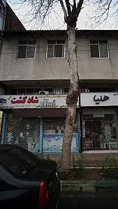شاد گشت