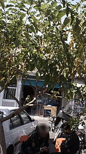 نانوایی لواشی