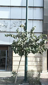تالار پذیرایی گنو
