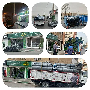 کاکتوس طلایی