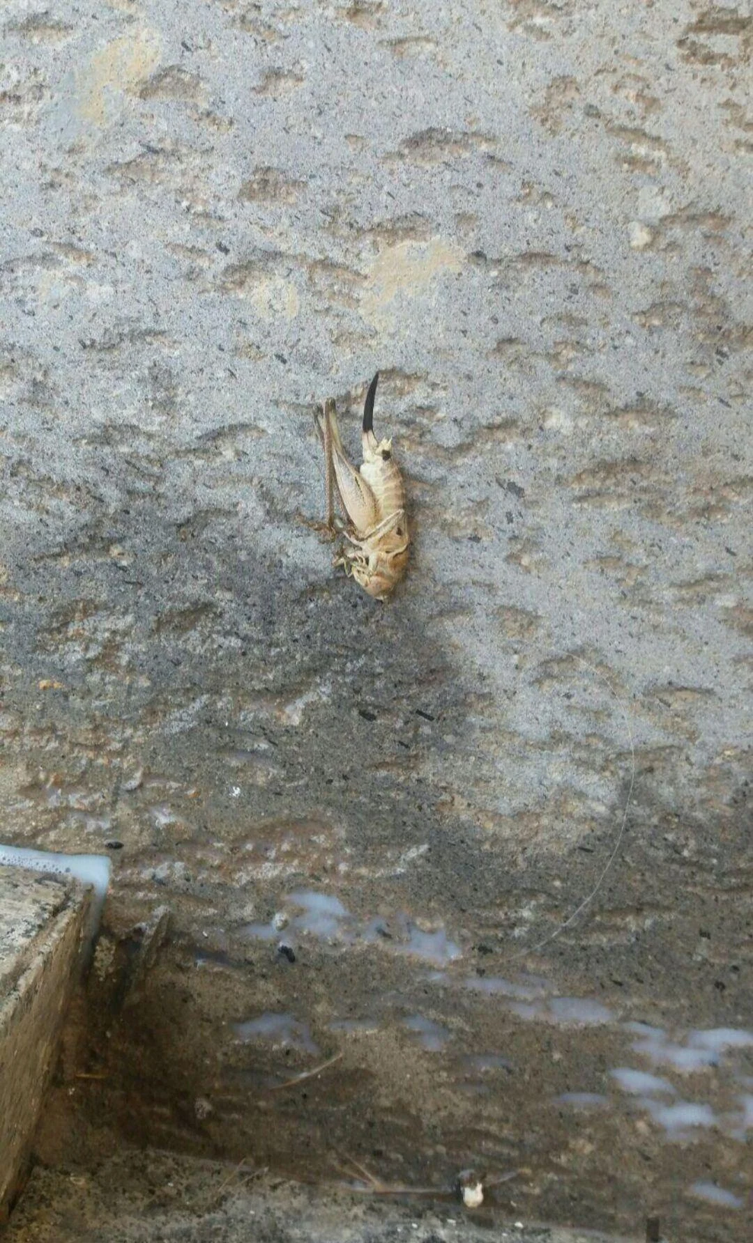 شرکت خدمات سمپاشی و ضد عفونی - تصویر 3