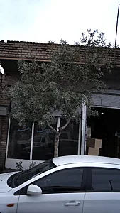 بورس سنگ دهبید